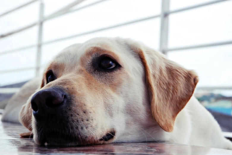 a close up of a dog's face with his nose resting on a surface