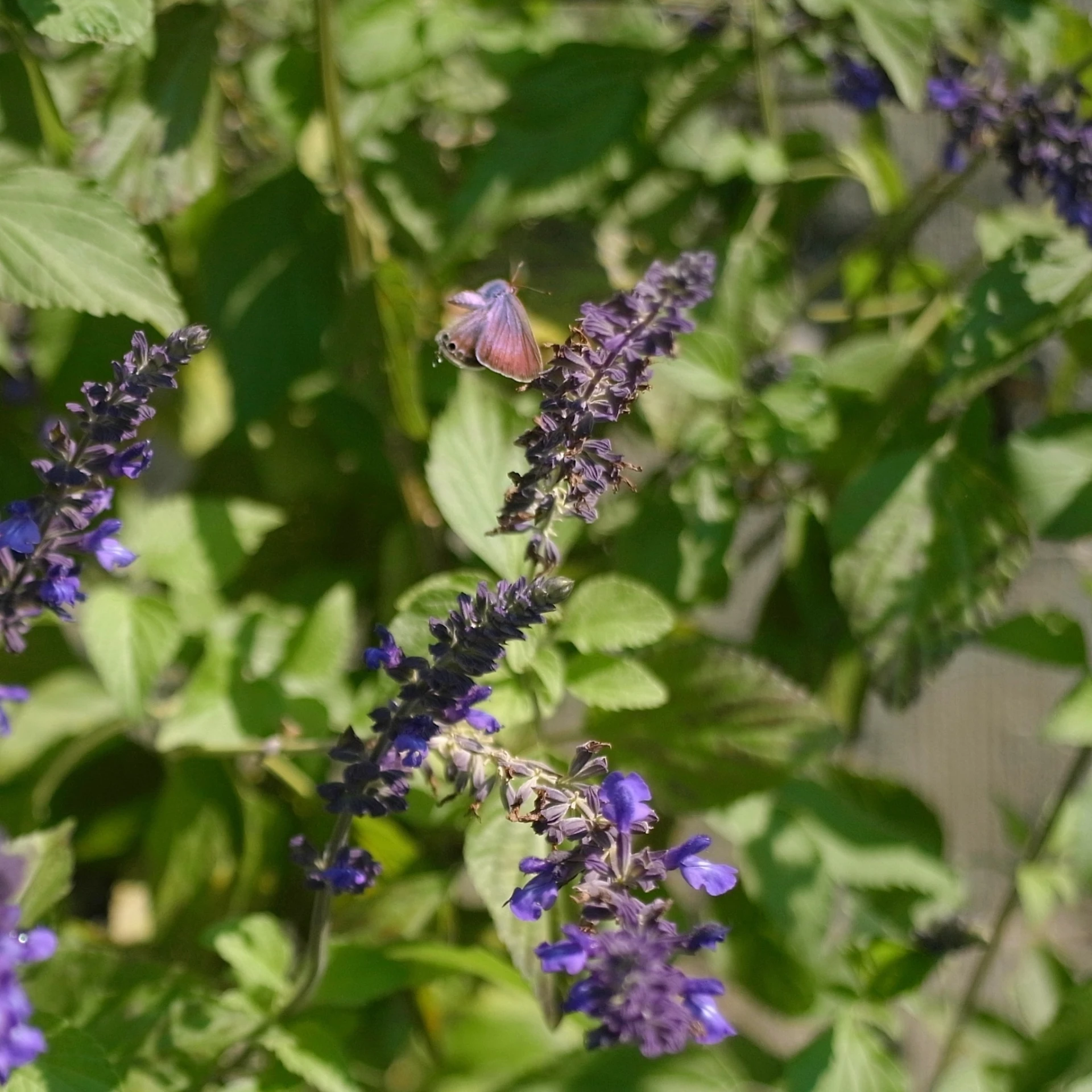 a bee sits on a flower that looks like it is in a garden