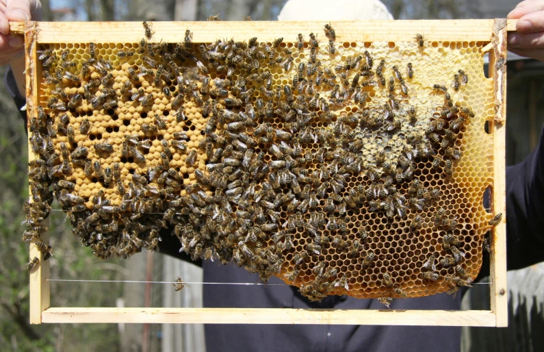a man holding up a frame full of bees