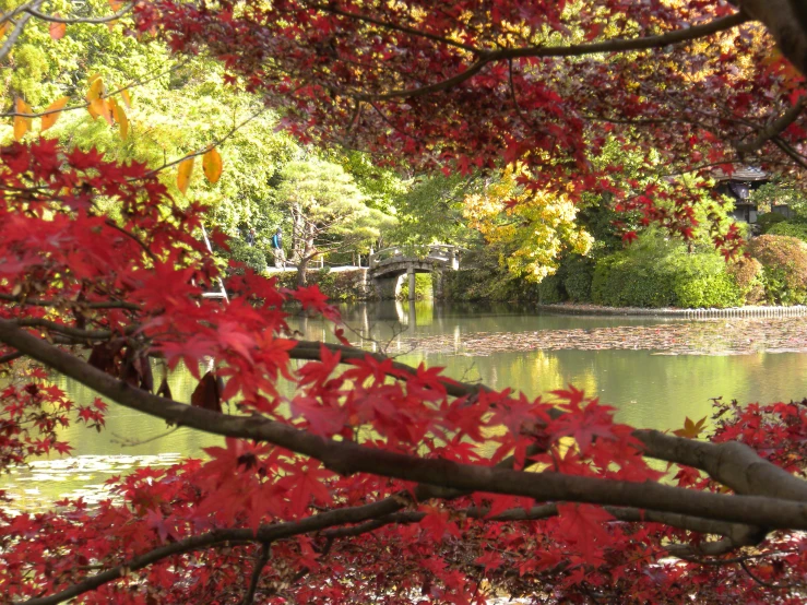 trees with red leaves overhang a lake and bridge