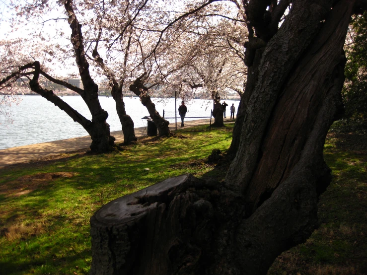 a group of trees in a field near a lake