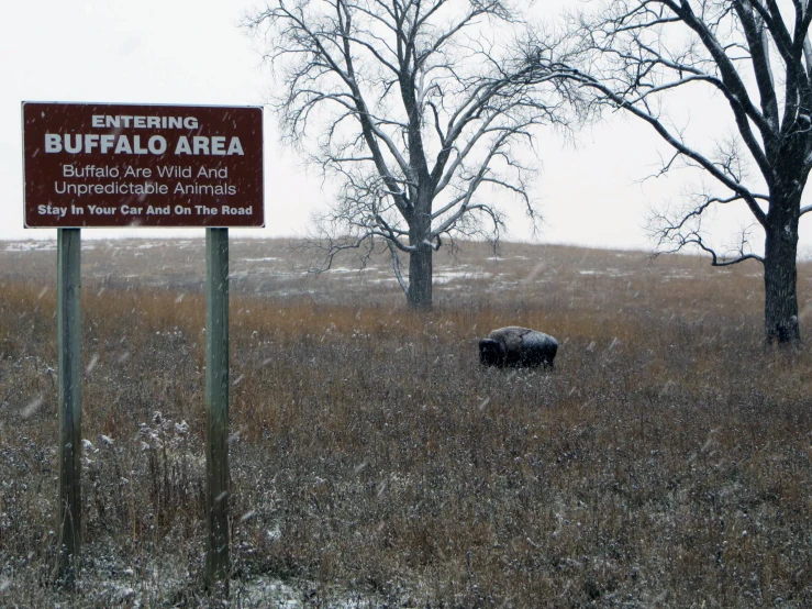 bison are grazing in a field with no grass on the ground