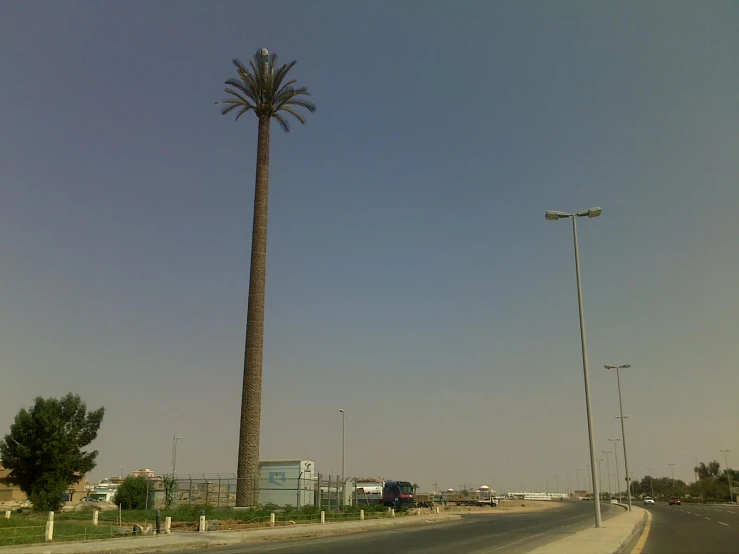 a palm tree on the side of an empty road