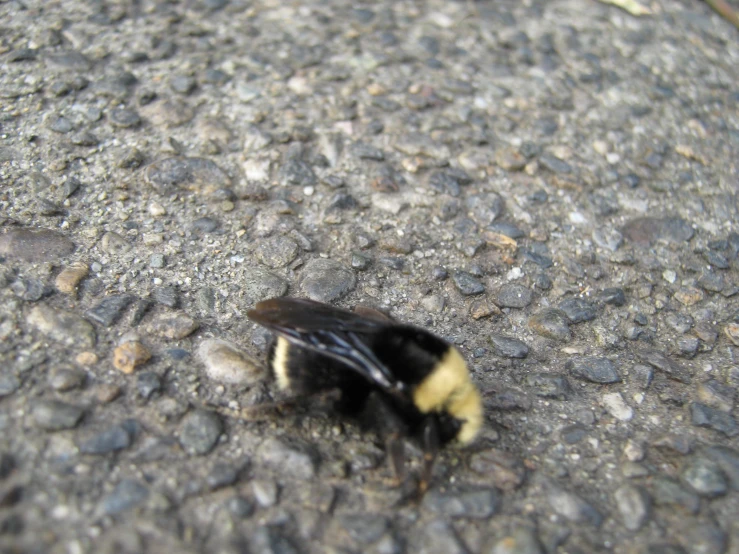 a very cute looking bee on the ground