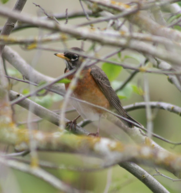 there is a bird that is standing on a nch