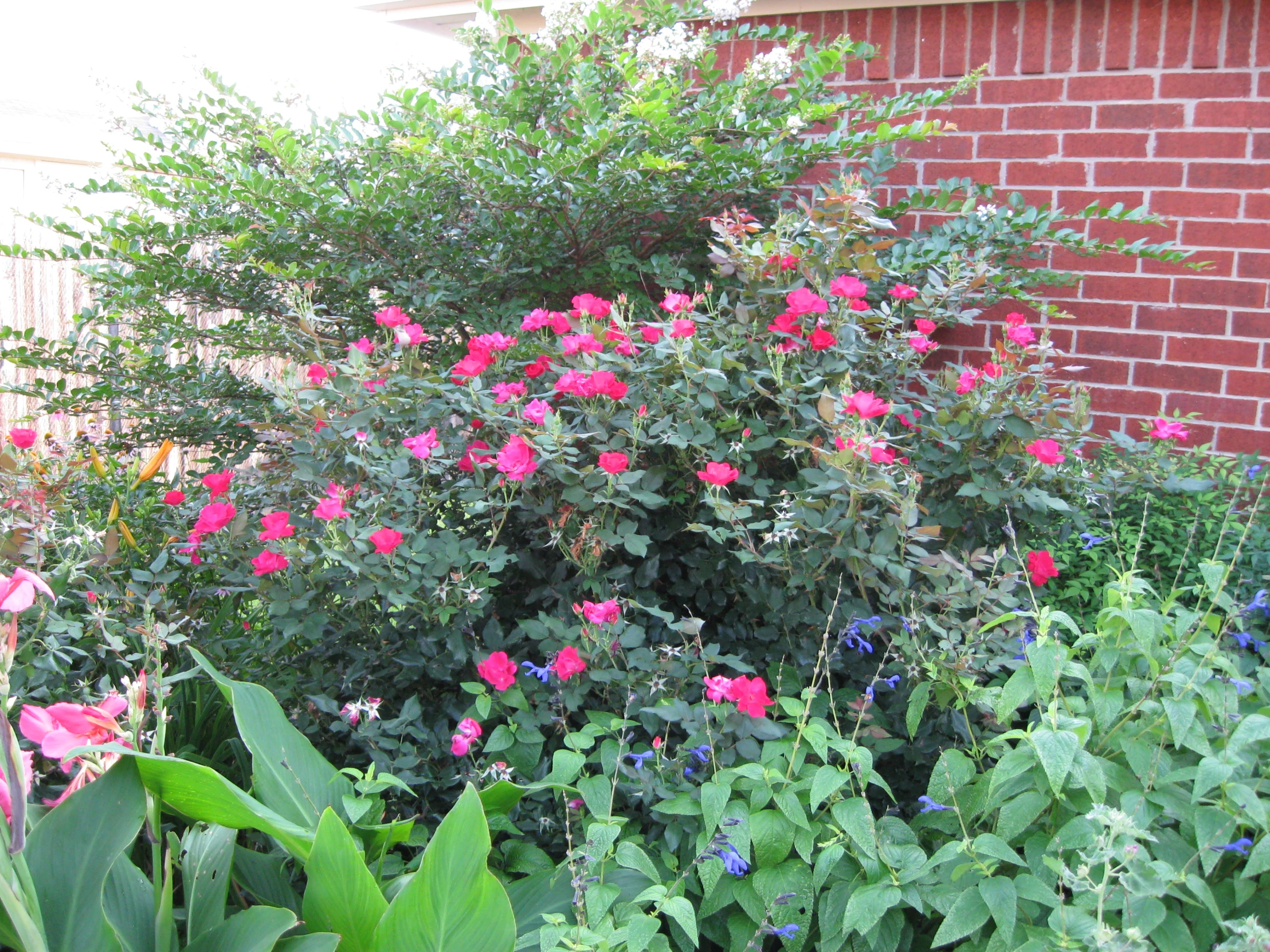 an image of pink flowers in the yard