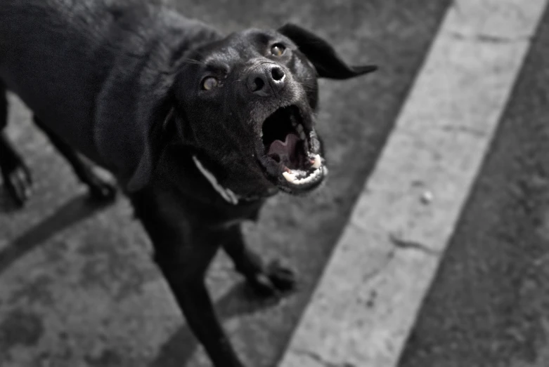 a black dog standing on a street with its mouth open