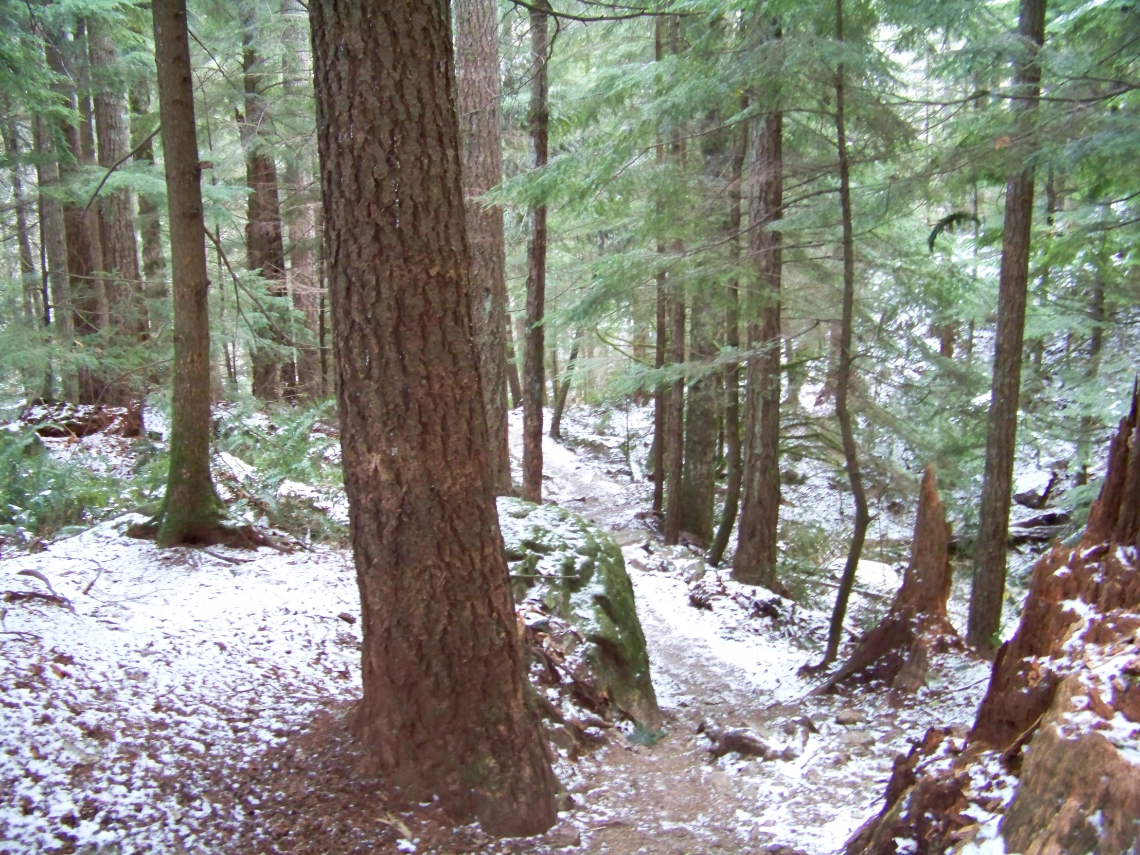 snow covers the ground between two large trees