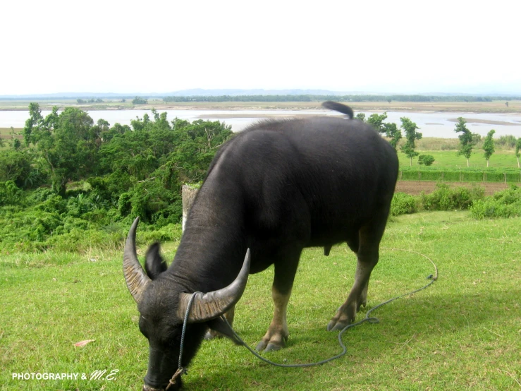 a water buffalo eating grass in the field