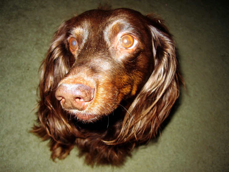 there is a dog that has brown hair