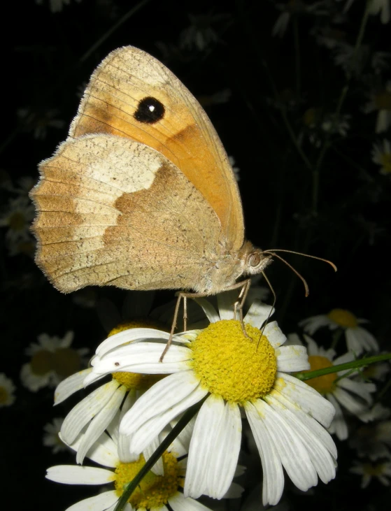 a erfly perched on a daisy with white daisies in the foreground