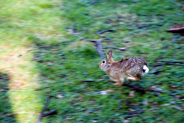 a very cute rabbit running through the grass