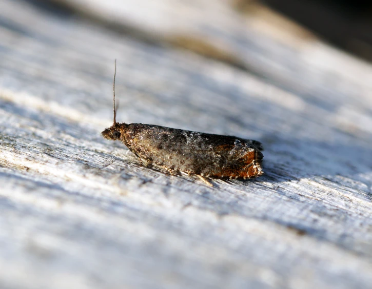 a bug sitting on top of a wooden plank