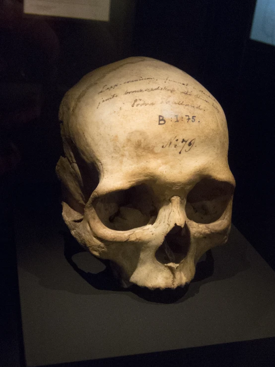 the skull is in a museum display and has writing on it