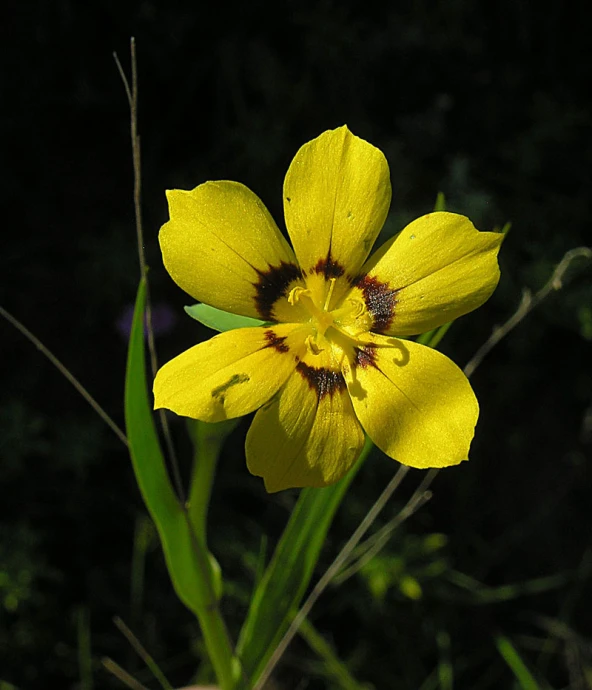 a single yellow flower in the middle of a field