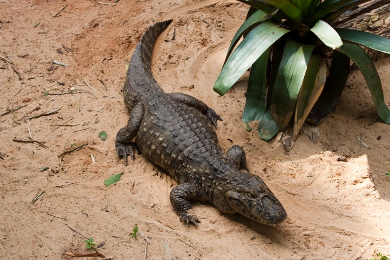 the baby crocodile is laying next to the plant