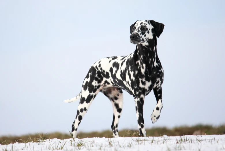 a dalmatian dog standing in the snow