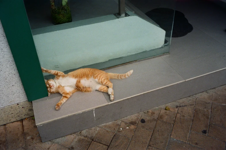 a cat sleeping on the side of the street