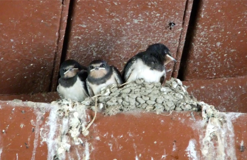 a group of small birds are sitting in a nest