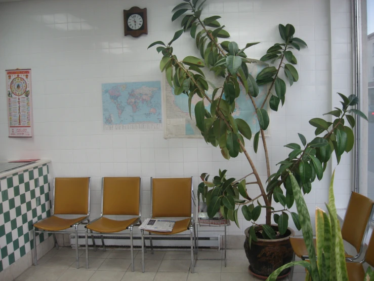 a plant inside of a building with six chairs around it