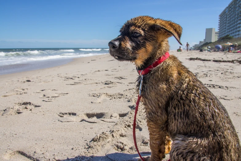 a dog sitting on the sand at the beach