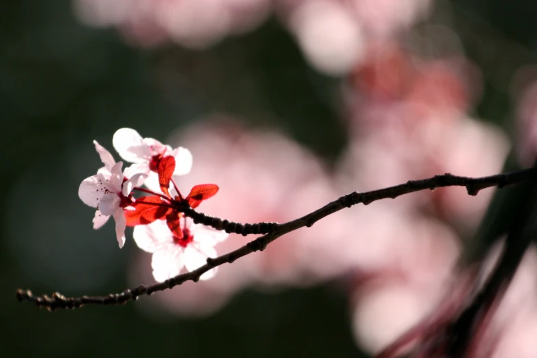 there is a small nch with a red and white flower