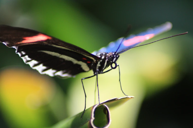 a erfly that is perched on a green plant