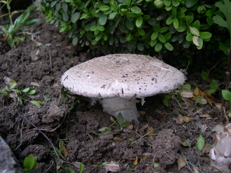 a white mushroom sitting on the ground near a bush