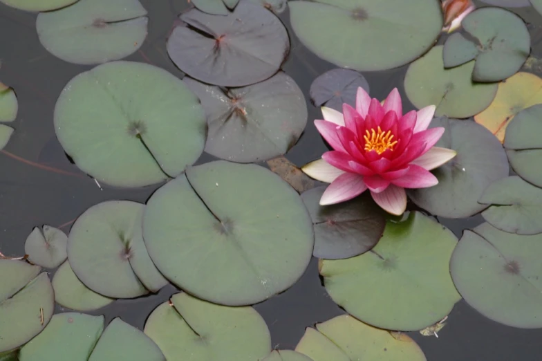 a pink flower is in the middle of lily pads