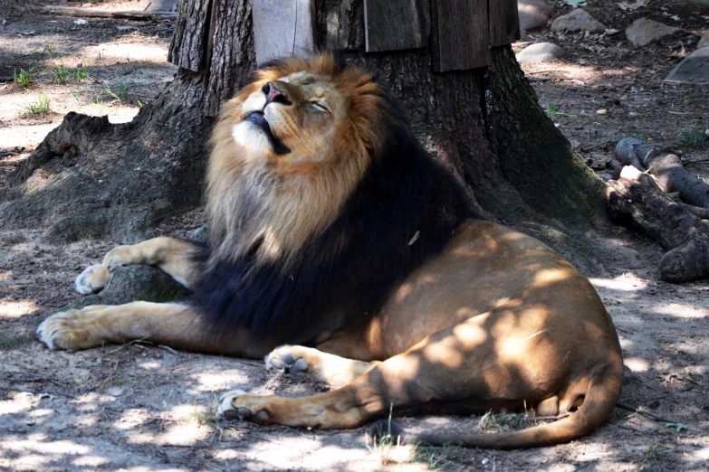 a lion resting on the ground under a tree