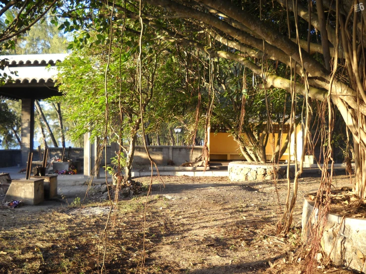 a bench under a tree in the forest