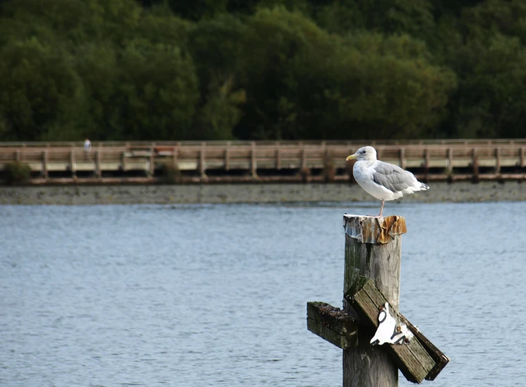 a seagull sitting on a dock by the water