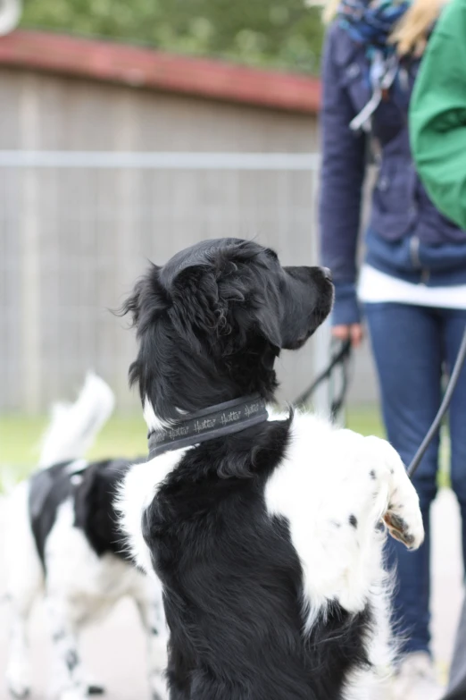 a black and white dog standing on a walkway