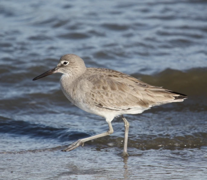 a small white and brown bird walking along the ocean shore