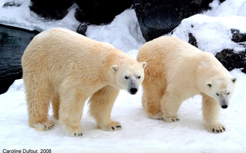 two polar bears are standing on some snow