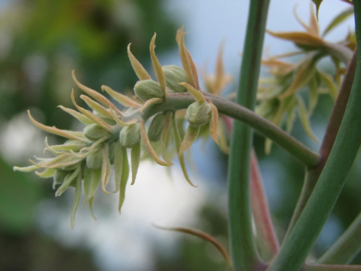 closeup of green flower buddings growing on tree nch