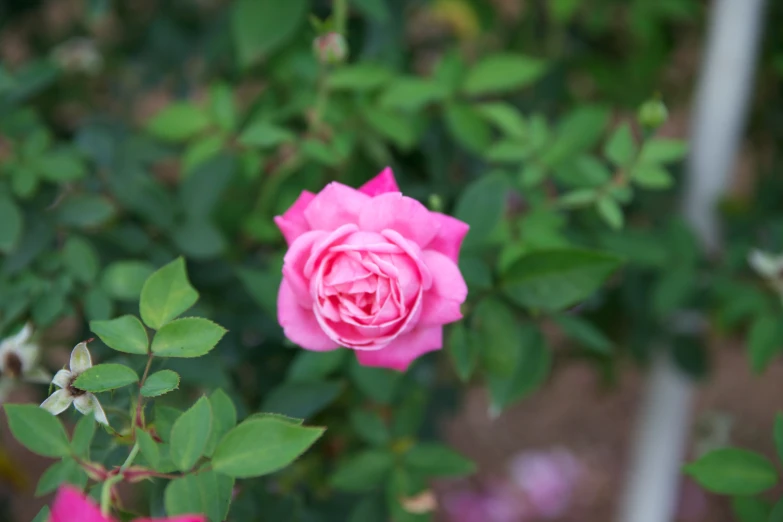 a pink rose blooming near some leaves