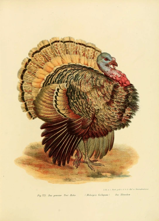 a turkey standing on a dirt field with its head turned