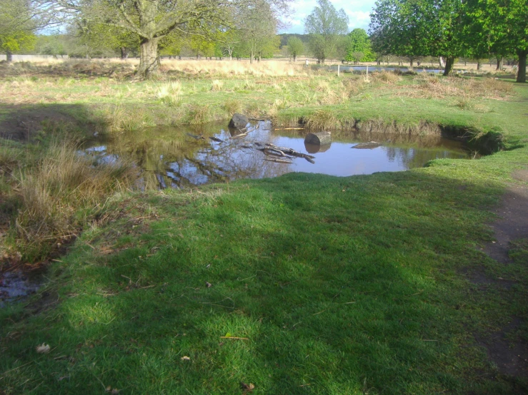 a small pond in a grassy area next to a grassy field
