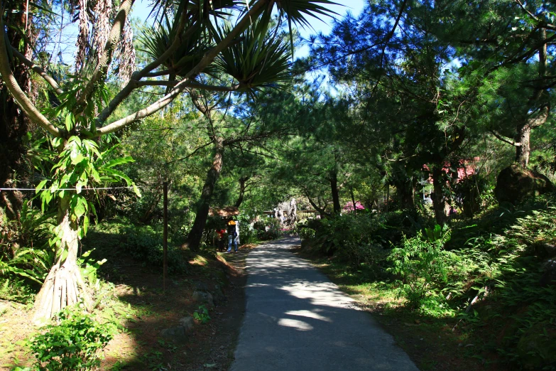 a woman stands near the trees on the side of a road