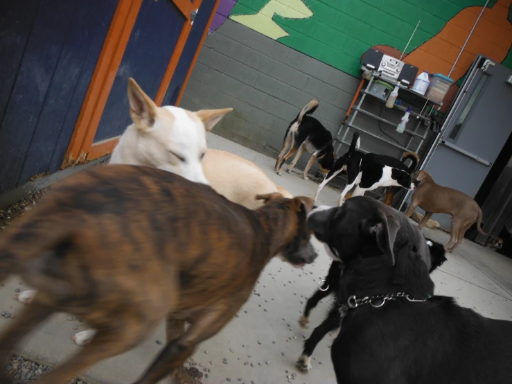 group of dogs playing with each other in yard