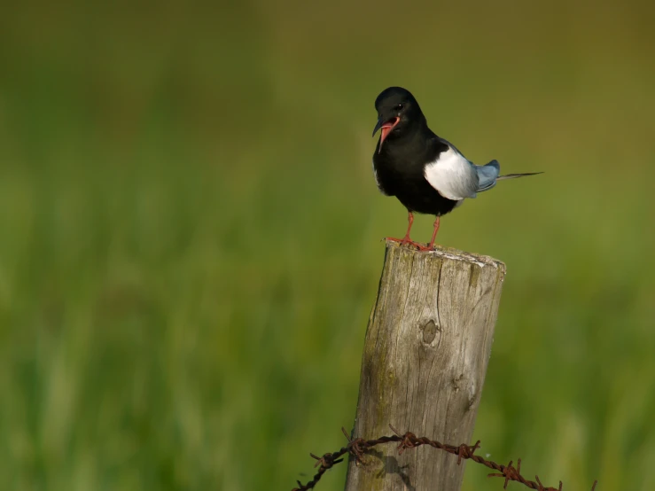 the black bird is standing on top of the post