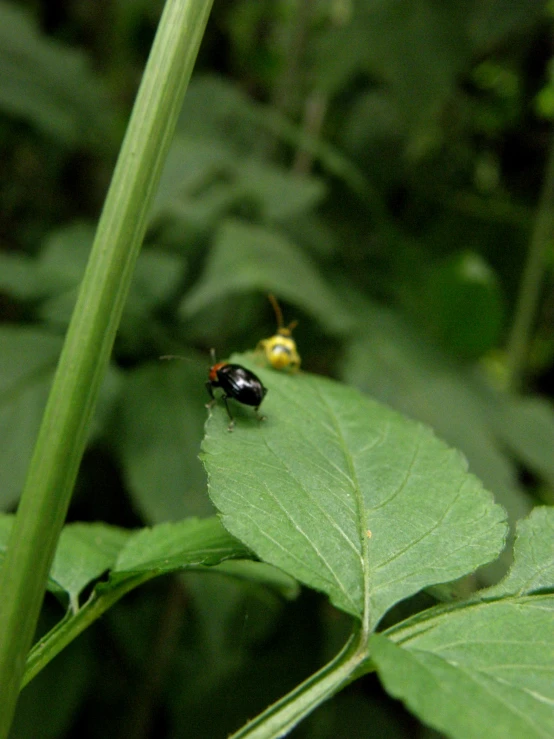 an image of a close up of two insects on a plant