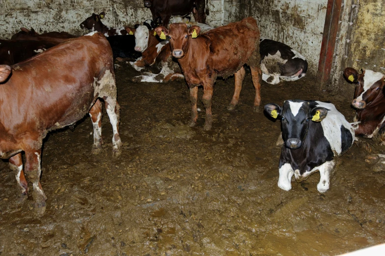 a few cows are standing inside a barn