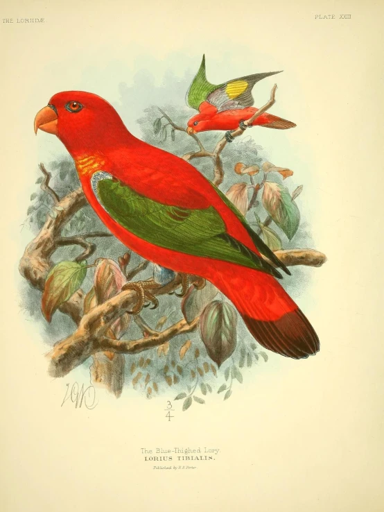 a bright red bird sitting on top of a nch