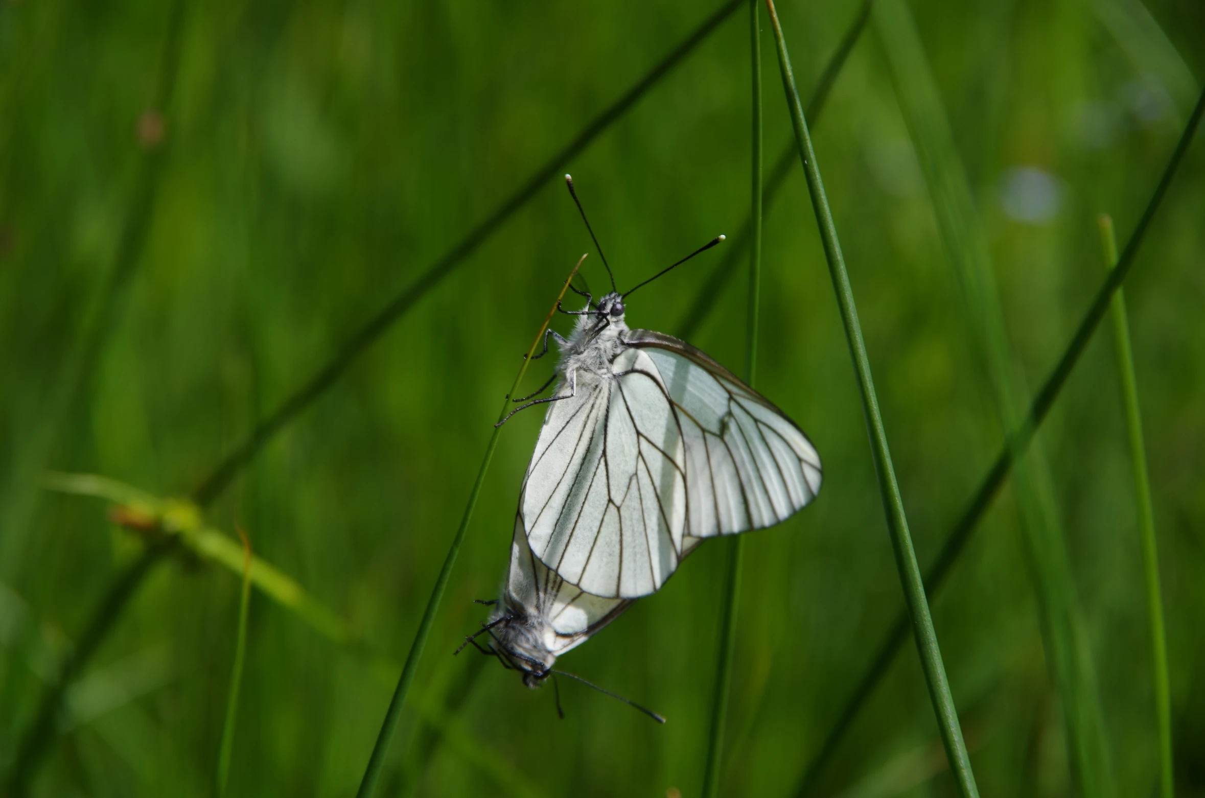 a close up of a small erfly on a grassy stalk