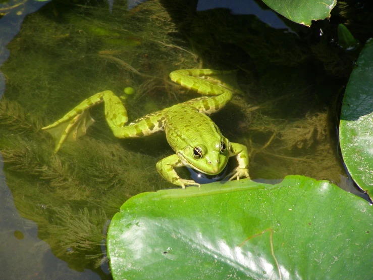 a frog sitting in a swampy pond, on a leafy surface