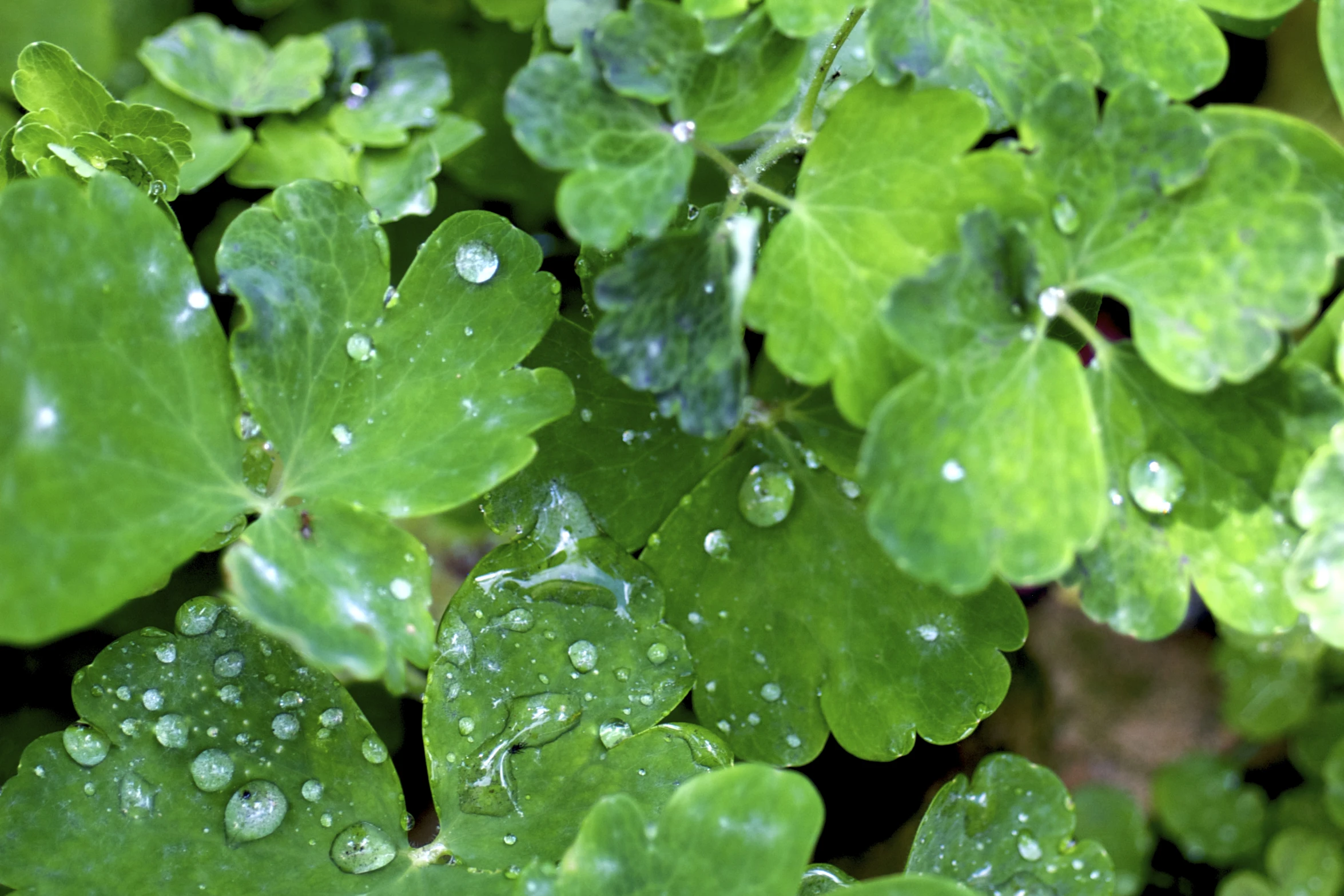 green leaves with drops of water on them