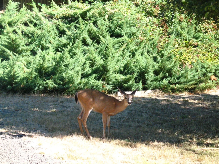 an adult deer standing in a clearing near a wooded area