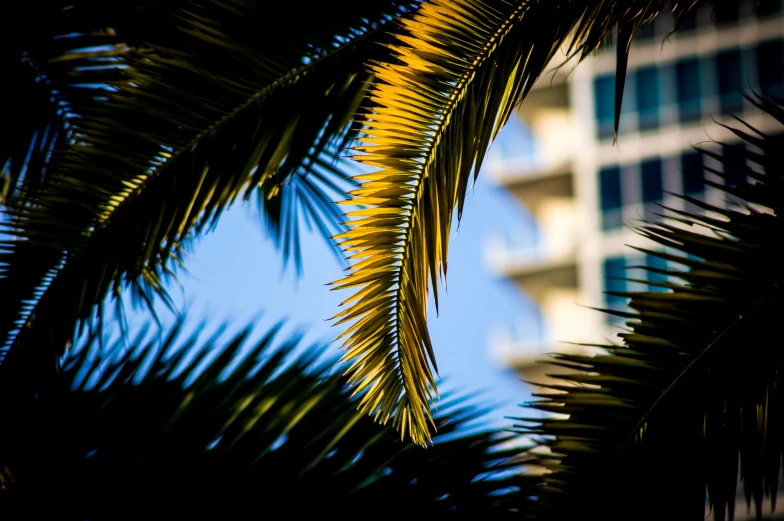 a tree leaves that has some blue buildings in the background